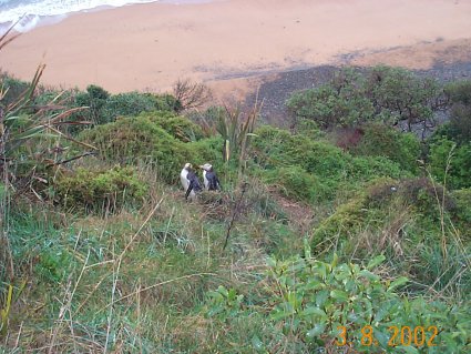 Yellow Eyed Penguins coming ashore at near dusk